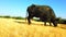 Slow motion of asian water buffalo eating dry grass,black buffalo in farm in india,low angle view of Indian domestic Buffalo