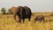 Slow Motion of Baby Elephant and Protective Mother Trumpeting with Trunk in the Air, African Wildlif