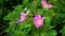 Slow motion A beautiful branch with a wild rose flower blooming in spring. Pink rosehip flower