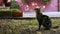 Slow Motion of beautiful brown and black stripped cat looking up of a tree