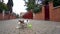 Slow motion of a beautiful puppy of Jack Ruseell playing with a tennis ball