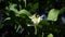 Slow motion of bee on orange blossom collects nectar. Bees on tree flower