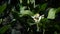 Slow motion of bee on orange blossom collects nectar. Bees on tree flower