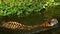 Slow-motion of Bengal tiger Panthera tigris tigris was swimming in pond