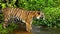 Slow-motion of bengal tiger playing water in pond