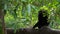 Slow Motion of black-furred gibbon is sitting on tree branches. Wild Siamang