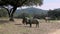 Slow Motion of Black Iberian pigs grazing through the oak trees in grassland