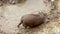 Slow Motion of Black iberian pigs lay down mud pond field. Pig in nasty clay