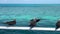 Slow motion of a black white capped noddy seabird making hovering fly in Australia.