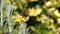 Slow Motion of the blackleg tortoiseshell or large tortoiseshell Nymphalis xanthomelas , a butterfly of the family