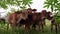 Slow motion of brown calves grazing on green grass in a field