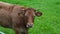 Slow motion of brown cow in green yard trying to get rid of flies by flinching and flapping her ears