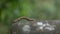 Slow motion brown Geometridae Caterpillar crawling in wild trees of mountain