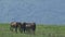 Slow Motion Brown Horses Herd Pastures on Green Meadow