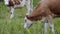 Slow Motion brown and white young cows on meadow. Countryside lifestyle, beautiful landscape with cattle on the pasture