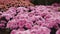 Slow motion camera flight over the field from closely growing pink flowers Cover from pink chrysanthemum