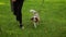 Slow motion, a Cavalier King Charles Spaniel puppy runs next to its owner along the lawn in the park