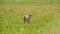 Slow Motion of Cheetah Cubs Walking in Luscious Lush Green Long Grass Savannah Plains in Maasai Mara