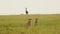 Slow Motion of Cheetah Hunting Topi in the Rain on a Hunt, African Wildlife Safari Animals in Masai