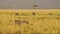 Slow Motion of Cheetah Hunting Warthog on a Hunt in Africa, African Wildlife Animals in Masai Mara,