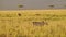 Slow Motion of Cheetah Hunting Warthog on a Hunt in Africa, African Wildlife Animals in Masai Mara,