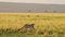 Slow Motion of Cheetah Hunting Warthog on a Hunt in Africa, African Wildlife Animals in Masai Mara S