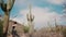 Slow motion cinematic low angle, young beautiful tourist woman in long dress walks among big Saguaro cactus desert field