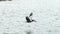 Slow motion clip of Brown Pelican flying left to right, close to the water