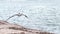 Slow motion clip of a Brown Pelican, Pelecanus occidentalis, taking off from granite rock at the South Jetty in Port Aransas,