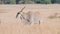 slow motion clip of a common eland bull standing at masai mara- originally 180p