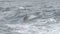 slow motion clip of a dolphin jumping in a boats wake at merimbula