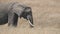 slow motion clip of an elephant feeding at masai mara