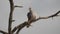 slow motion clip of a mourning dove in a tree preening its back at tarangire national park