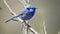 slow motion clip of a splendid fairy wren on a branch at a bird park