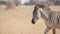 a slow motion close shot of a zebra walking past the camera at tarangire national park
