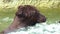 Slow Motion, close up of Brown Bear bathing in waterfall. Wild Ursus Arctos