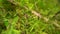 Slow motion close up of a bumble bee flying away and around greenery and flowers, pollination process during spring