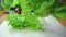 Slow motion - Close up of chief man making salad healthy food and chopping lettuce on cutting board in the kitchen