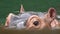 Slow Motion, Close-up common hippopotamus take bath in lake, nature wildlife