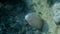 Slow motion, Close-up of Geometric moray on coral reef. Geometric moray or Grey Moray Gymnothorax griseus