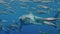 Slow motion Close-up of a great white shark underwater Guadeloupe.