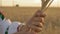 Slow Motion, Close-up, Hands Women Rotate Around Wheat Spike In the morning on the Field