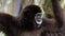 Slow Motion, Close-up of head Lar Gibbon looking at camera on tree branches