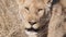 slow motion close up of a lioness's face at serengeti national park