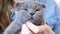 Slow motion close up portrait from out of focus to in focus of adorable scottish fold kitten