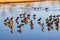 Slow motion close up shot of duck walking on slippery ice