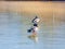 Slow motion close up shot of duck walking on slippery ice