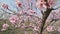 Slow motion closeup of blooming almond tree pink flowers at strong wind during springtime in Moldova