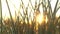 Slow motion closeup of grass silhouette over beautiful sunset nature background