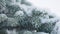 Slow motion closeup shot of hoarfrost covered spruce tree branches